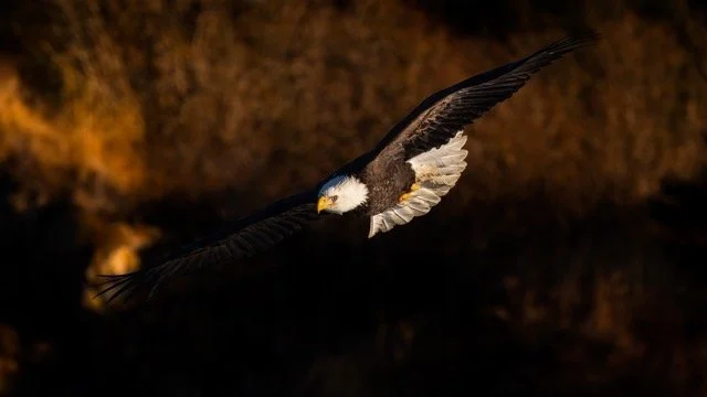 _NT_9667p Medium.jpeg