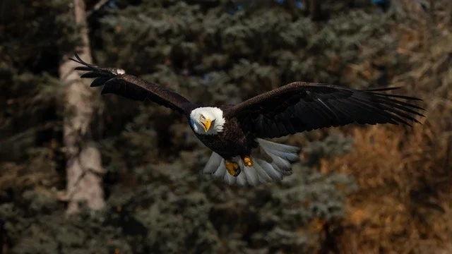 _NT_9685p Medium.jpeg