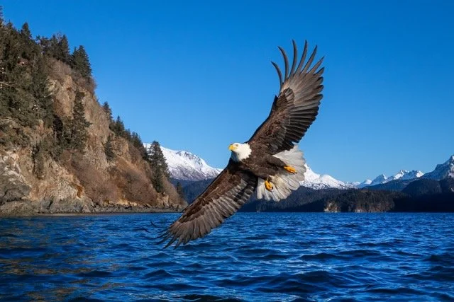 _NT_7339-2p Medium.jpeg