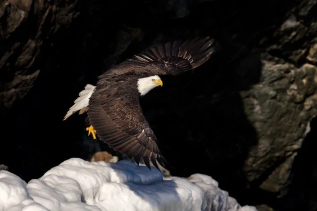 _NT_6818p Medium.jpeg