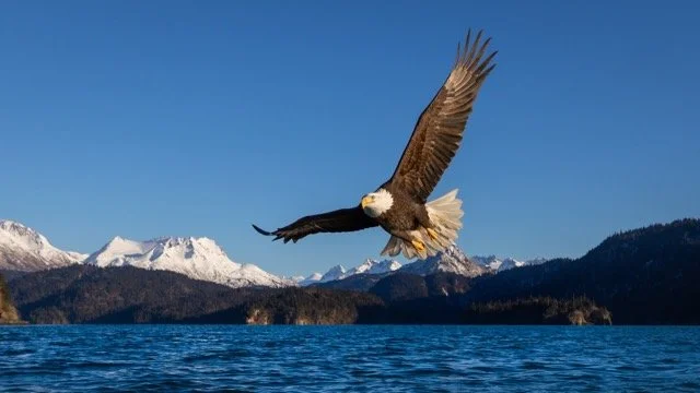 _NT_6469p Medium.jpeg