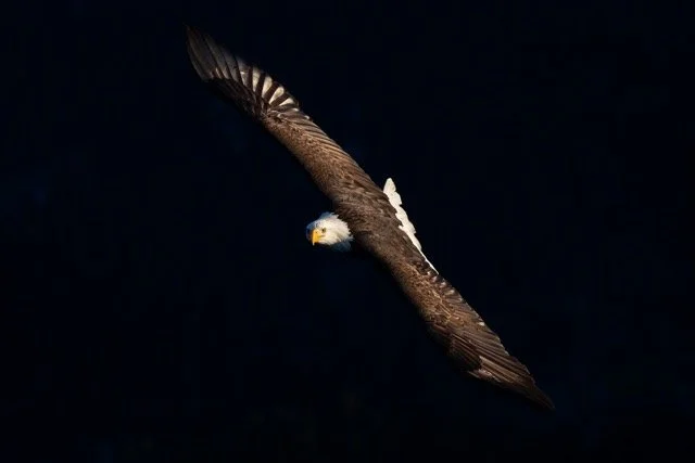 _NT_6324-2p Medium.jpeg