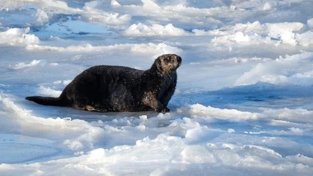 _NT_6347p Medium.jpeg