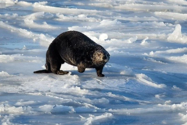 _NT_6244p Medium.jpeg