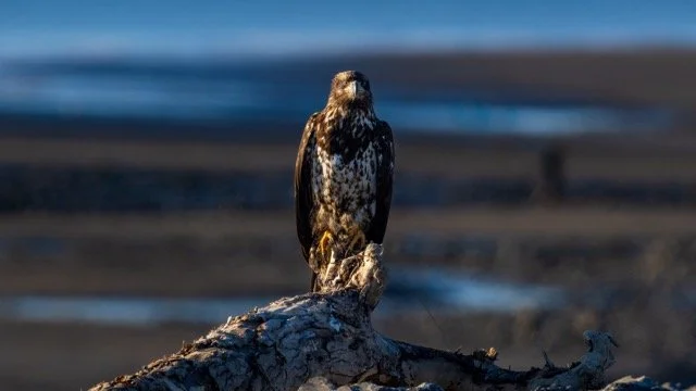 _NT_5371p Medium.jpeg