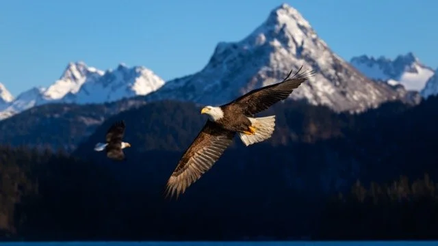 _NT_5806-2p Medium.jpeg