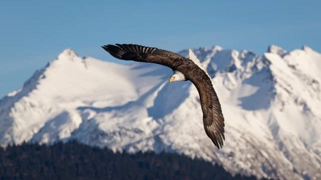 _NT_5231p Medium.jpeg