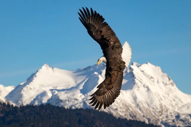 _NT_5124p Medium.jpeg