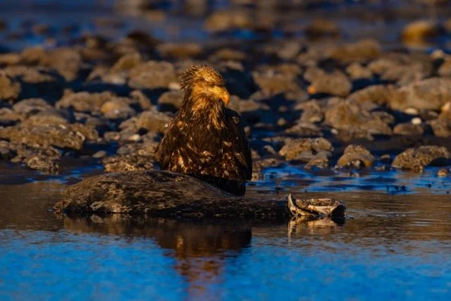 _NT_4845p Medium.jpeg