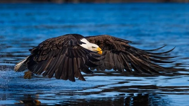 _NT_2944p Medium.jpeg