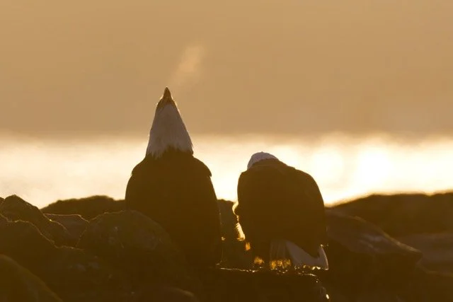 _NT_2957p Medium.jpeg