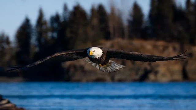 _NT_2839p Medium.jpeg