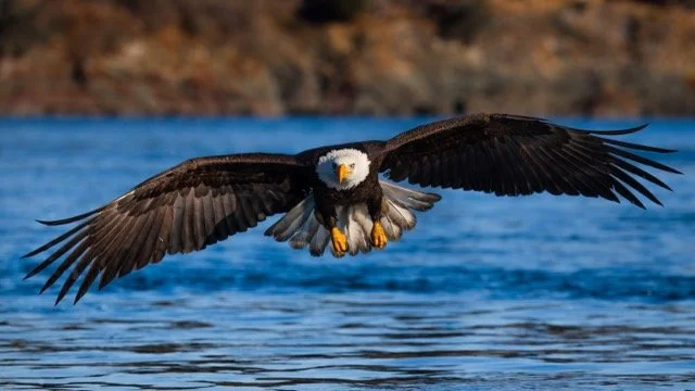 _NT_2801p Medium.jpeg