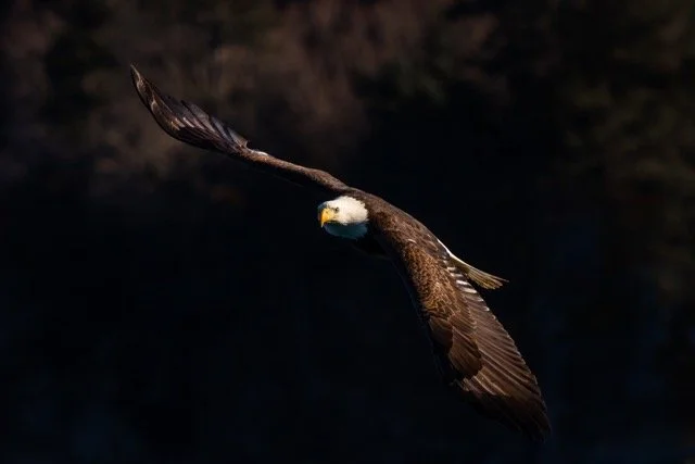 _NT_2678p Medium.jpeg