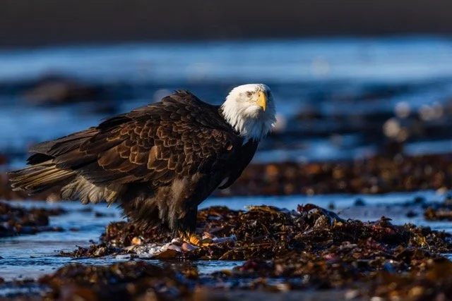 _NT_2127p Medium.jpeg