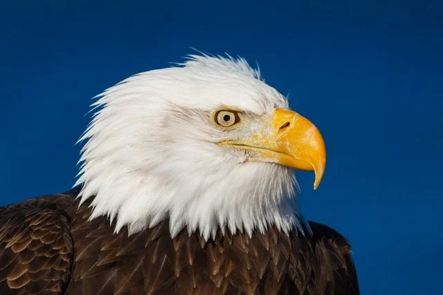 _NT_2219p Medium.jpeg