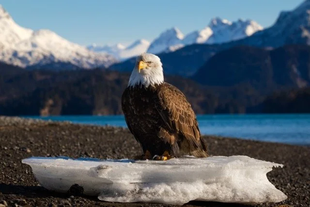 _NT_2043p Medium.jpeg