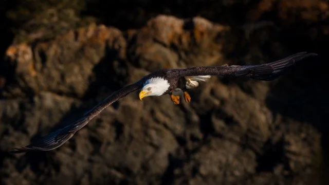 _NT_0095p Medium.jpeg