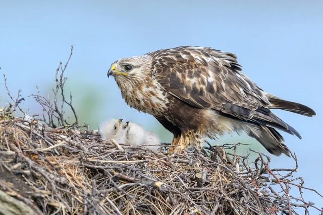 colville rough-legged-hawk-VYN-240701-0007 Medium.jpeg