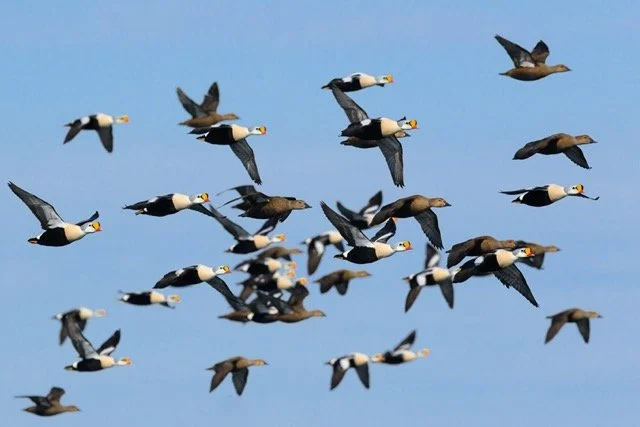 eider migration-VYN-220430-0002 Medium.jpeg