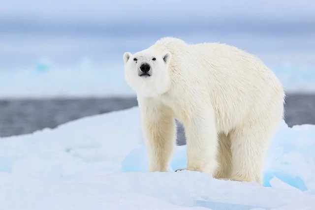 eider migration-VYN-220507-0001 Medium.jpeg