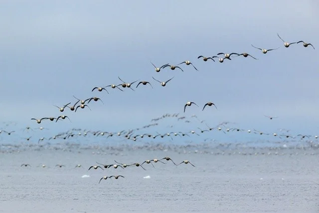 eider migration-VYN-220507-0005 Medium.jpeg