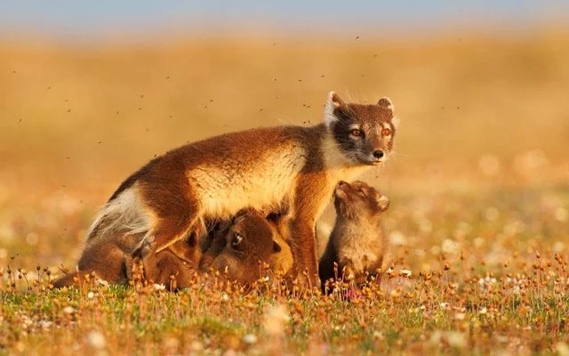 teshekpuk wetlands -arctic fox-VYN-220706-0014 Medium.jpeg