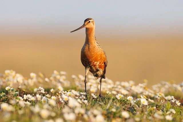 teshekpuk wetlands -bar-tialed-godwit-VYN-220701-0013 Medium.jpeg