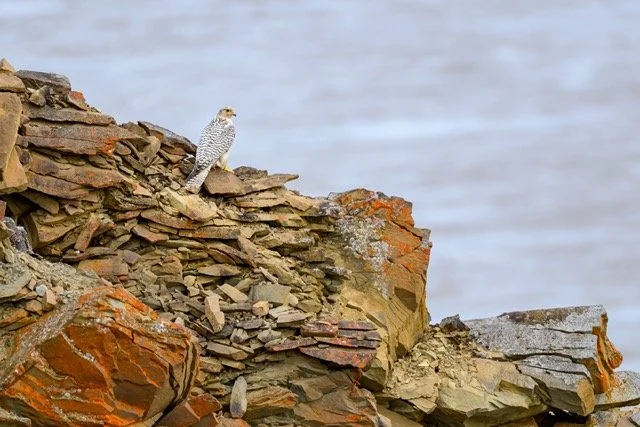 colville-gyrfalcon-VYN-240709-0009 Medium.jpeg