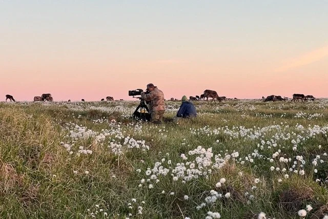 peard bay filming caribou-VYN-250801-0025 Medium.jpeg