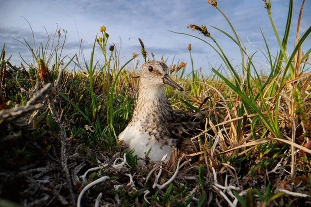 teshekpuk wetlands - semipalmated sandpiper-VYN-220205-0011 Medium.jpeg