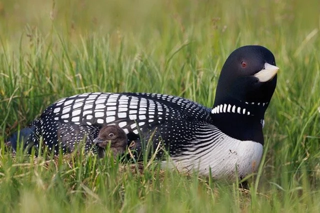teshekpuk wetlands - yellow-billed loon-VYN-220710-0010 Medium.jpeg