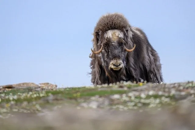 utukok uplands VYN-240626-0017 Medium.jpeg