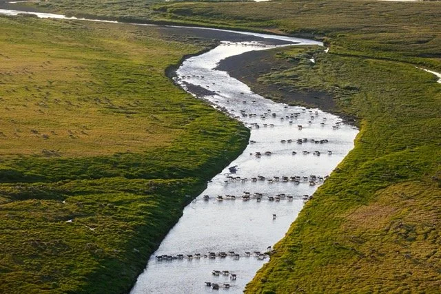 utukok uplandsVYN-240702-0019 Medium.jpeg