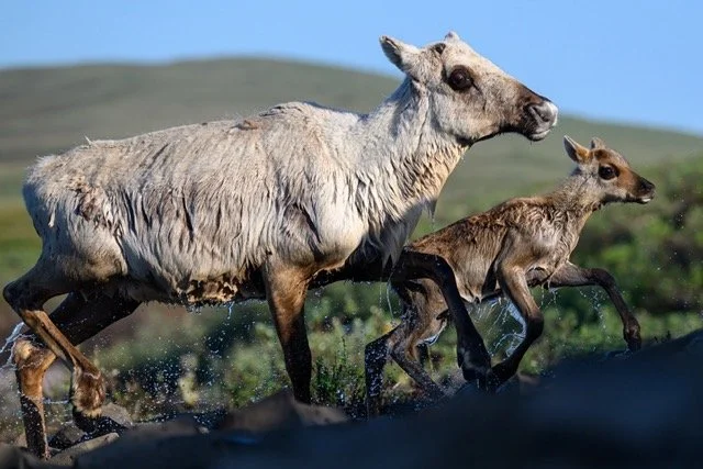 utukok uplandsVYN-250629-0020 Medium.jpeg