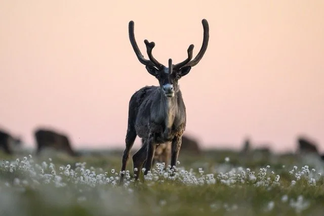 peard bay-VYN-240801-0024 Medium.jpeg