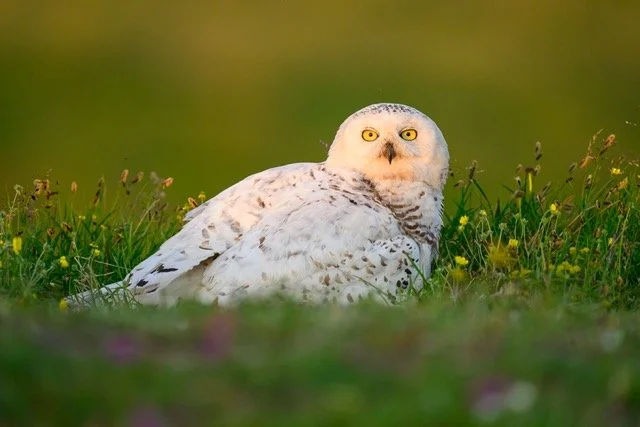 utukok - snowy owl-VYN-240703-0022 Medium.jpeg