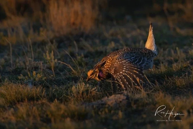 _AK_1688-2-Edit Medium copy.jpeg