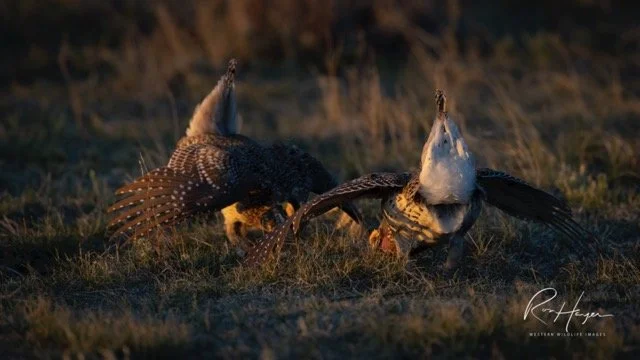 _AK_3799-2-Edit Medium.jpeg