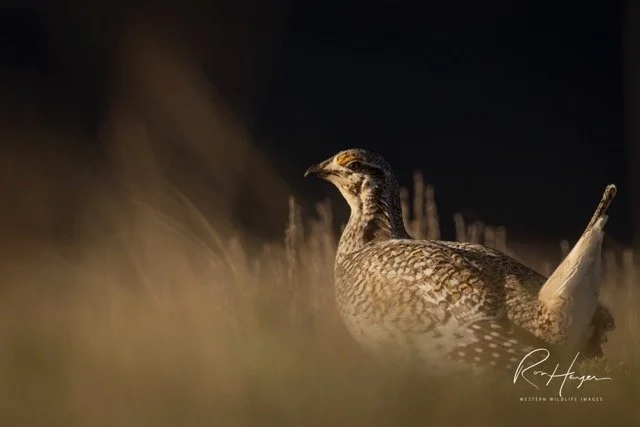 _AK_4267-2 Medium.jpeg