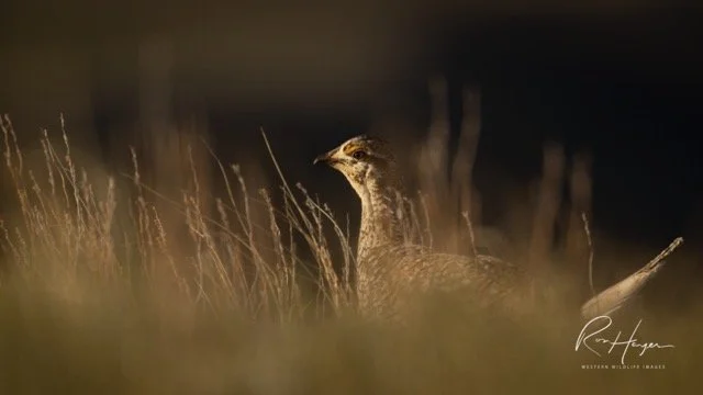 _AK_4282-2 Medium.jpeg