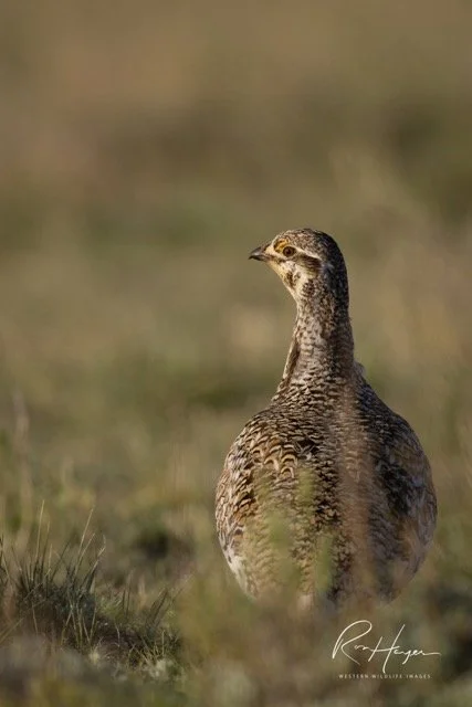 _AK_4481-2 Medium.jpeg