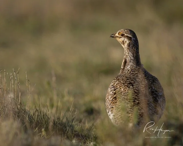 _AK_4489-2 Medium.jpeg