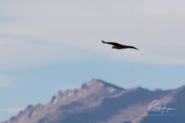 _AK_4500-2 Medium.jpeg