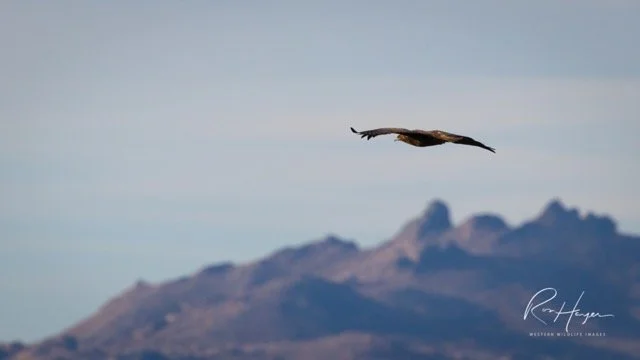 _AK_4550-2 Medium.jpeg