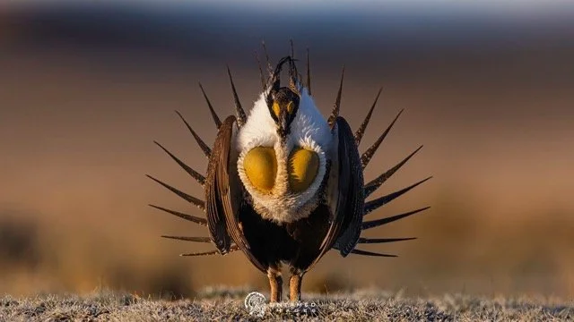 _NT_0116pc Medium.jpeg