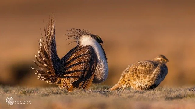 _NT_0218pc Medium.jpeg