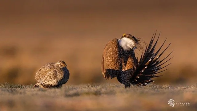 _NT_0291pc Medium.jpeg