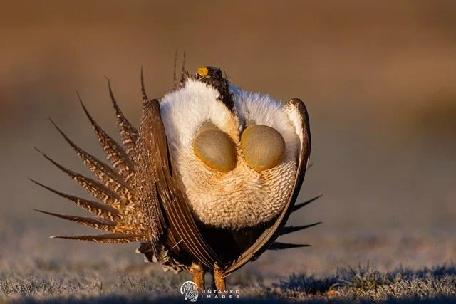 _NT_0603pc Medium.jpeg