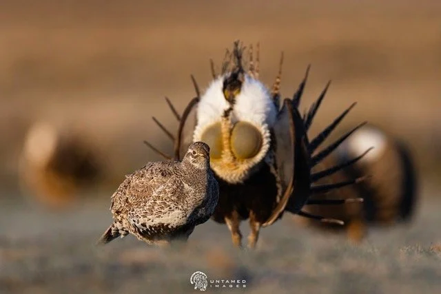 _NT_0672pc (2) Medium.jpeg